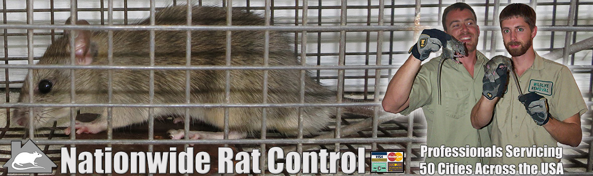 Professional Rat Control