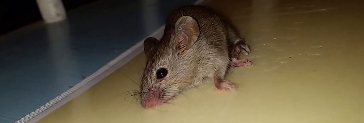 Inhumane Glue Traps for Rats