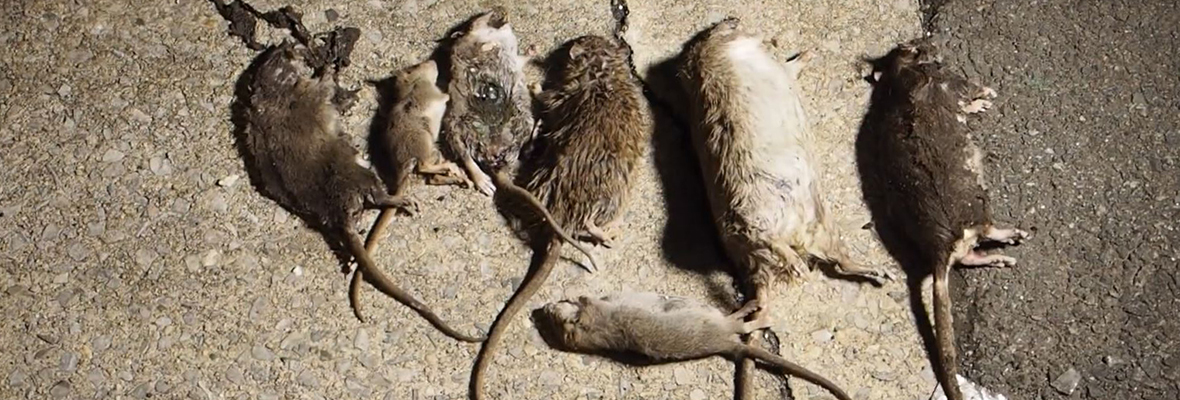 humane way to kill rats